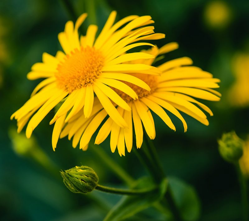 arnica flower pour soin visage