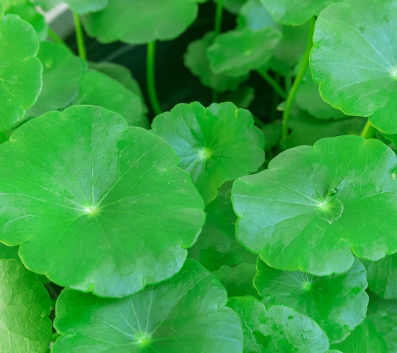 centella asiatica actif anti-age