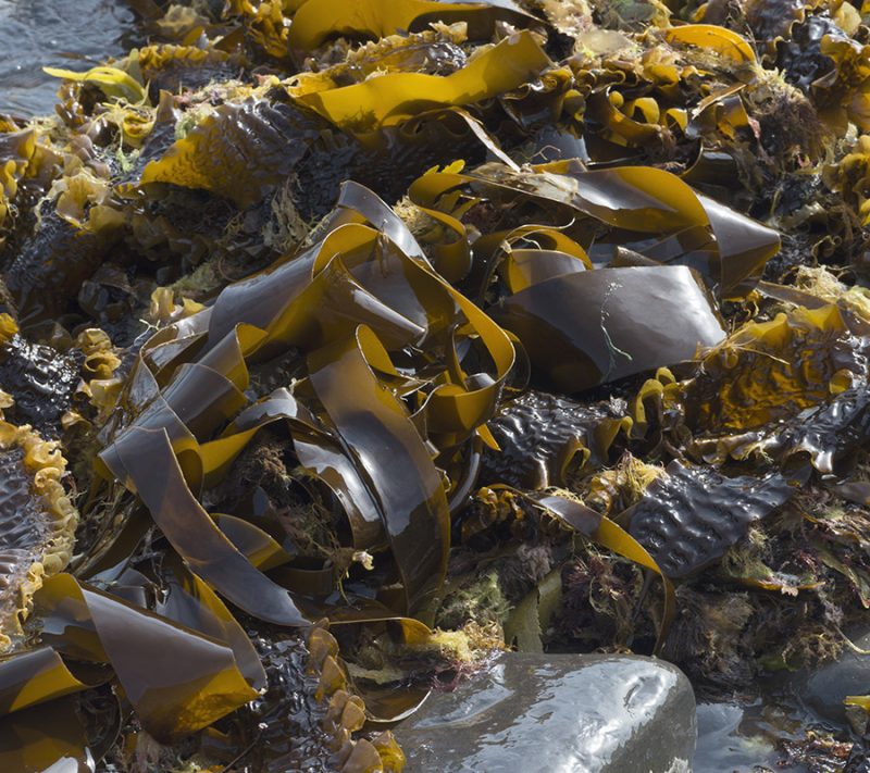 laminaria digitata pour soin visage