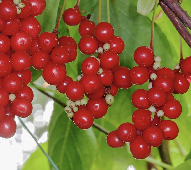 schisandra extrait fruit pour soins apaisants