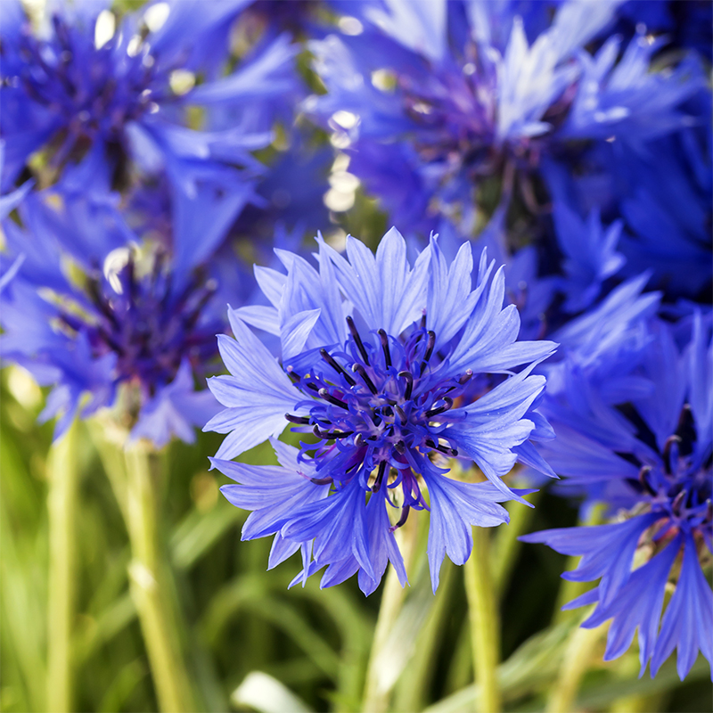 extrait de bleuet pour soin beauté